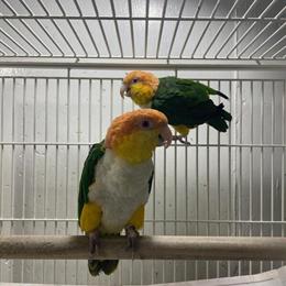 Proven Pair of White Bellied Caiques for Sale in Meriden, ct