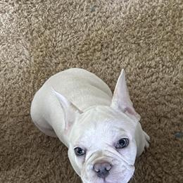 French Bulldog Puppies Available in Syracuse, in