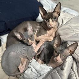 Sphynx Kittens Available - Two Boys Ready for New Homes in Bluefield, wv