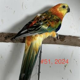 Red Rumped Parakeets - Unrelated Pair for Sale in Visalia, ca