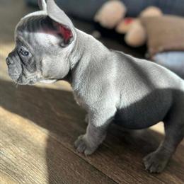French Bulldog Puppies Available in Kansas City, mo
