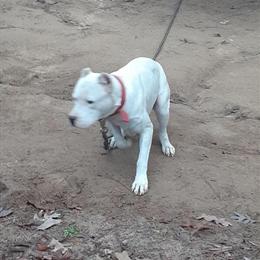 Bully puppy available, AKC registered in Clayton, nc