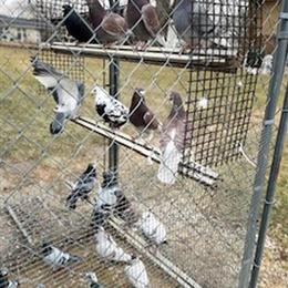 Pigeons Looking for a New Home in Schaumburg, il