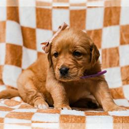 Golden Retriever Puppy Dewdrop - AKC Registered in Westfield, nc