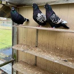 Polish Links and Polish Danzings Pigeons for Sale in Schaumburg, il
