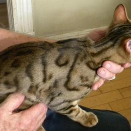 Bengal Cats for Adoption in San Bernardino, ca