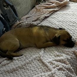 Chug Puppy for Adoption in Bailey, nc