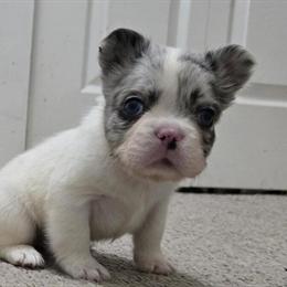 Australian Shepherd Blue Merle Male Ready March 10 in Aurora, il