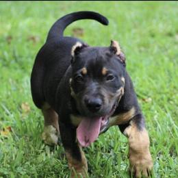 Male XL American Bully Puppy with Champion Bloodlines in Lake Butler, fl