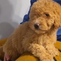 Aussiedoodle Female Available in Bristol, va