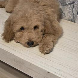 Mini Goldendoodle Boy Ready for New Home in Bristol, va
