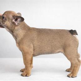 AKC Blue Fawn French Bulldog Puppy Available in Westville, in