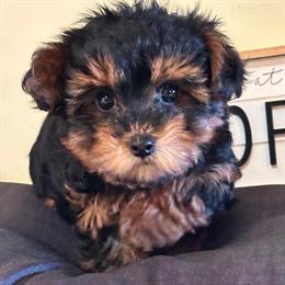 Yorkie-poo Puppy Nevaeh - Sweet and Affectionate in Mount Vernon, oh