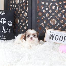 Shih Tzu Puppy Molly Ready for Forever Home in Mount Vernon, oh