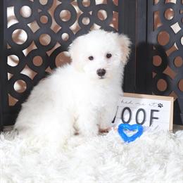 Stunning Maltipoo Available for Adoption in Mount Vernon, oh