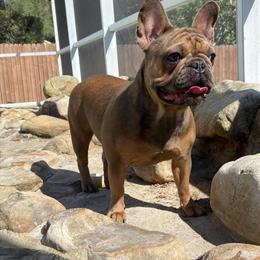 Female French Bulldog Looking for a Loving Home in Orlando, fl