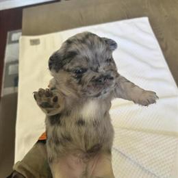 Fluffy Male French Bulldog Available in Orlando, fl