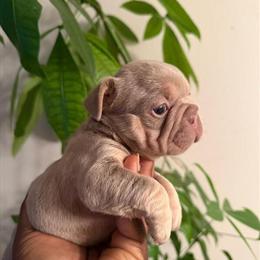 French Bulldog Puppies for Christmas Sale in Winter Haven, fl