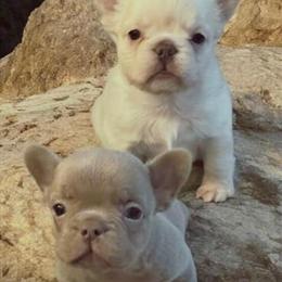 French Bulldog Puppies Ready for Forever Homes in Somerset, pa