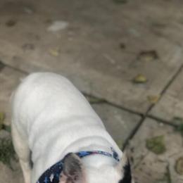 French Bulldog Puppies Ready for New Homes in Columbus, oh