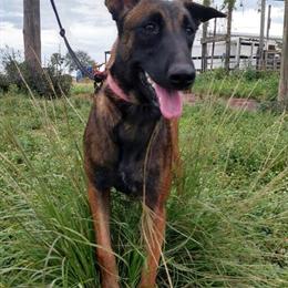 Belgian Malinois Puppies Available in Okeechobee, fl