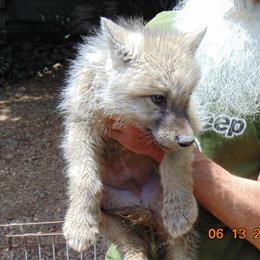 Rare White Arctic Wolfdog Puppies in Lynchburg, va