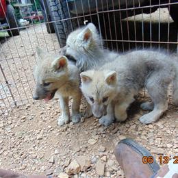 Rare White Arctic Wolfdog Puppies Ready for New Homes in Lynchburg, va