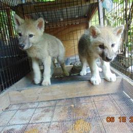 Rare White Arctic Wolfdog Puppies Ready for New Homes in Lynchburg, va