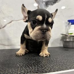 French Bulldog Puppies - 2 Females Ready Now in Philadelphia, pa