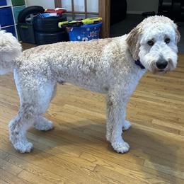 Double Doodle Stud Available for Breeding in New Brunswick, nj
