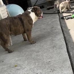 English Bulldog Nova Looking for Forever Home in Philadelphia, pa