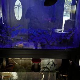Custom 130 Gallon Saltwater Aquarium with Fish in Fort Lauderdale, fl