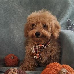Cavapoo Puppy - Meet Lola, the Sweetest Companion in New York, ny
