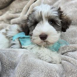 Schnoodle Puppies Ready for New Homes in Dalton, ga