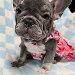 French Bulldog Puppies Available in Dalton, ga
