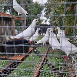 White Racing Pigeons from Quality Bloodline in South Bend, in