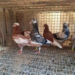 Birmingham Rollers - Turner Bloodline, Various Colors and Patterns in South Bend, in