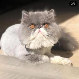 Healthy Male Persian Cat Stud Available in Buena Park, ca