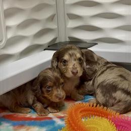 Longhair Mini Dachshunds Available in Ohio in Cincinnati, oh