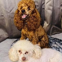Champion Bloodline Red Mini Poodle Stud Available in Jonesboro, ga
