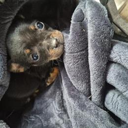 Chihuahua puppies available - 3 puppies ready for new homes in Syracuse, in