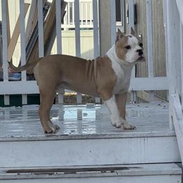 Stud Service for Male Dog in Austin, tx