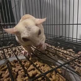 Cremeno Male Sugar Glider Available for Adoption in Valley Stream, ny