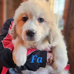 Great Pyrenees Puppies Ready for Forever Homes in Dayton, oh