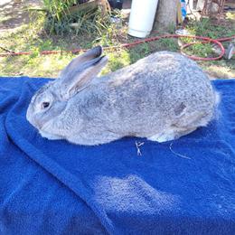 Flemish Giant Rabbits for Adoption in Orange City in Orlando, fl