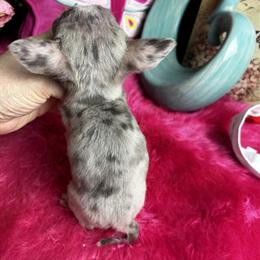 Chihuahua Puppy Gizmo - Blue Merle Male, Ready Early March in Tracy, ca