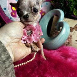 Chihuahua Female Blue Merle for Adoption in Tracy, ca