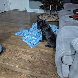 Great Danes Available in Leasburg, NC in Roxboro, nc