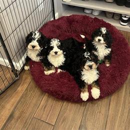 Mini Bernedoodle Puppies Available in Lititz, pa
