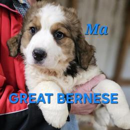 Great Bernese Puppies Available in Dayton, oh